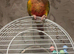 Tame pineapple conure