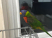 2 year old rainbow lorikeet