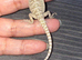 Bearded dragon baby’s