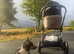 Boarder Collie Puppies Looking For A New Home