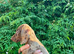 Beautiful litter of Rainbow Puppies