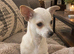 Female chihuahua