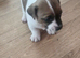 Jack russell terriers