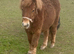 Top class registered standard shetland