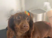 KC mini dachshund long hair girl
