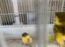 Pair canary
