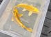 Koi carp