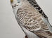 Hand Tame Baby Budgies