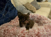 Ready now! Quality chihuahua longcoat pups