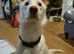 German shepherd cross borner collie