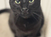 Beautiful Black Cat (6 years old) needs his forever home