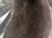 Seal marten Netherland dwarf