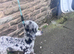 5* rated licensed Merle fully health tested toy poodle stud