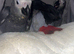 Beautiful baby african greys