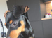 Two Boys, 1 Tan Colour / 1 Black and Tan