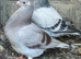 Very very nice colour and quality racing Pigeon