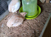 Young quail celedon x tuxedo
