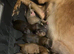 2 Gorgeous Saluki lurcher boy pups left