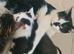 Comical Kittens 5 Week Old...Ready 15th June Onwards