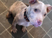 Shar pei X bully puppy