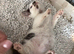 Kitten