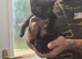 2 kittens 9 weeks old