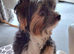 Purebred Pedigee Biewer Terrier Proven Stud