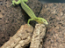 Varanus Reisingeri female 13 months old