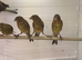 x7 this year canary’s