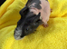 Guinea Pig Father & Son &ndash; Looking for a Loving Home ️