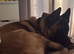 Beautiful 2yr old male akita