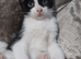 Black & white fluffy male kitten