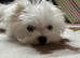 Tiny Maltese adult girl