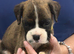 Kc Boxer puppies