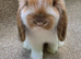 Baby Choc Tort butterfly mini lop buck