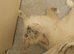 Male RAGDOLL