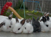 Beautiful mini lop ears