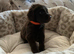 Stunning F1B Aussiedoodle puppies