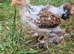 Beautiful Booted Pekin Bantam Rooster