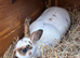 Mini Rex doe