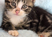 2 Beautiful Kittens