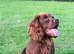 Gorgeous Chocolate working cocker pups