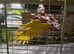 Parrot