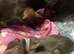 Beautiful boys awaiting their forever home