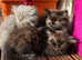 Persian kittens for sale