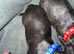 6 beautiful long haired dachsunds