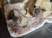 Maine Coon TICA registered Champiom Bloodline Kittens for Sale