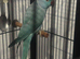 Green and Blue ring neck parrot for sale