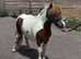 Yearling Mini Filly