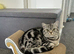 Beautiful Pure Bred Silver Tabby BSH